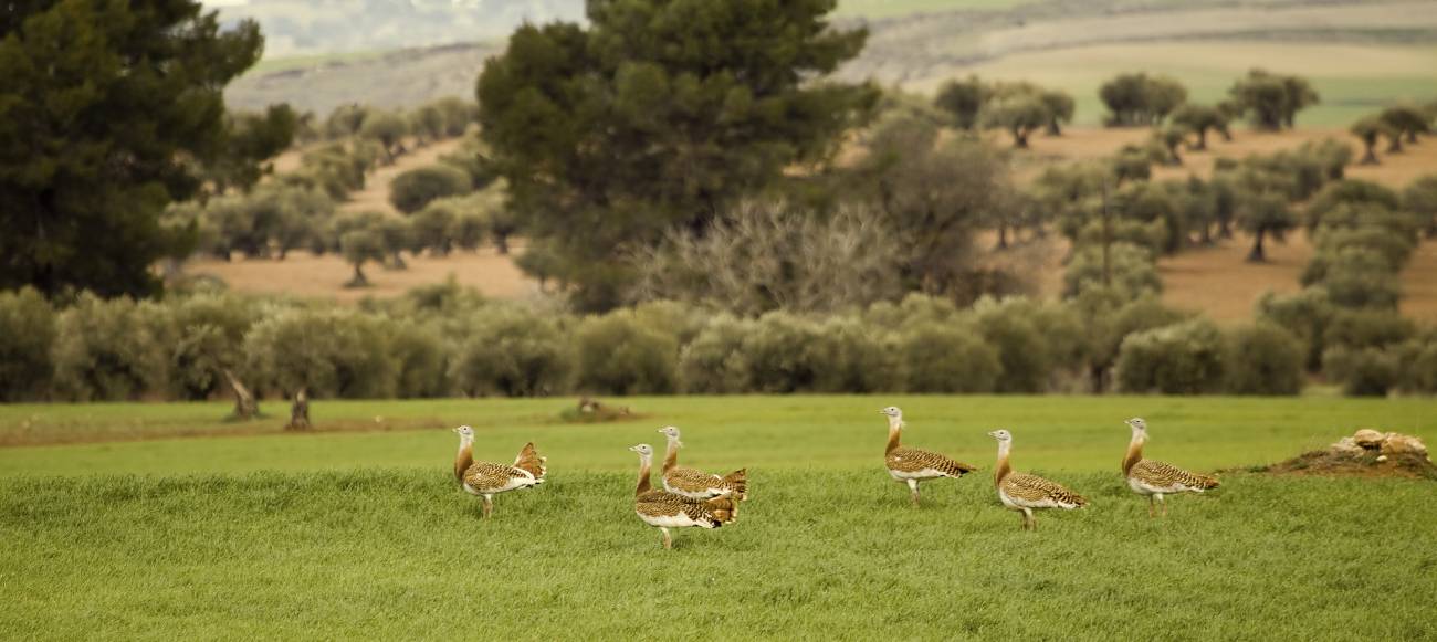 La avutarda eurasiática abocada a la extinción