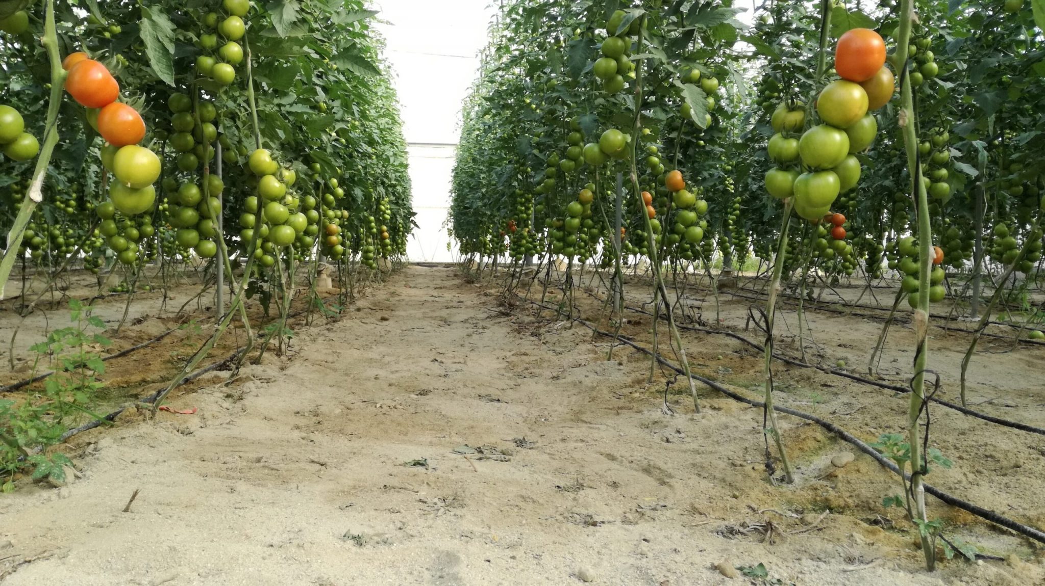 Conoce el biofertilizante a base de desechos de tomatera.