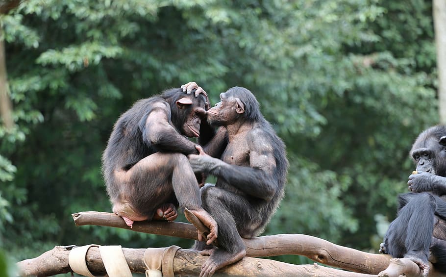 La importancia del atlas genético del chimpancé
