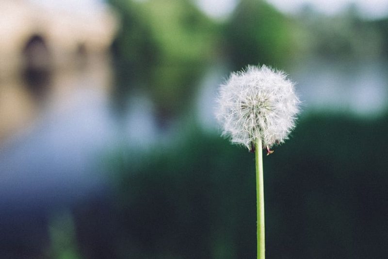 10 claves de la Ley de Restauración de la Naturaleza