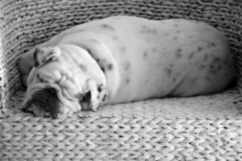 dog sleeping bulldog canine e1686824800282