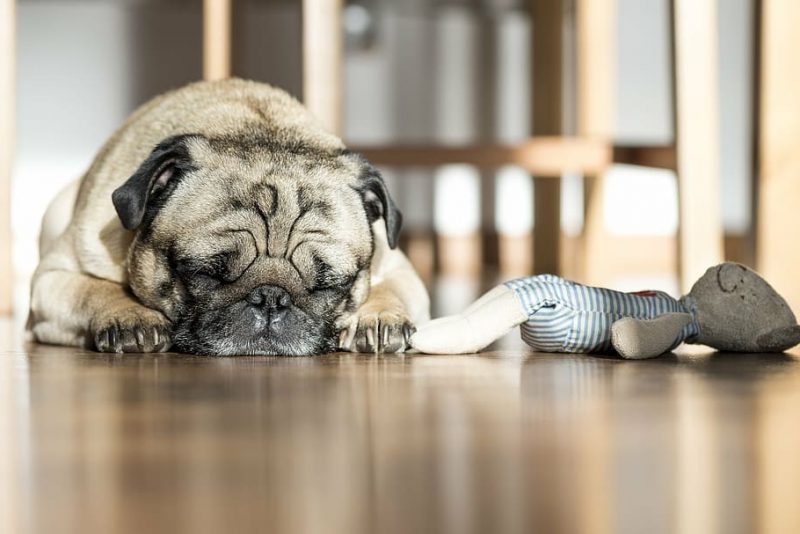 dog sleeping pet animals e1686824776929