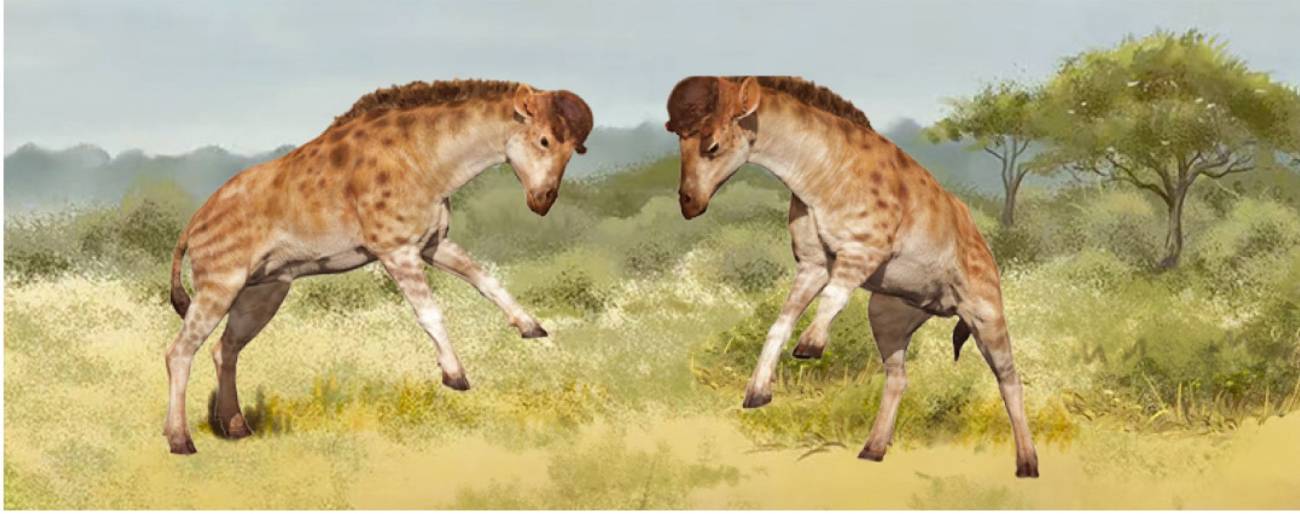 La evolución del cuello de las jirafas