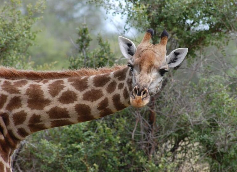 Las jirafas masai están más amenazadas de lo que se pensaba