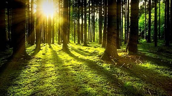 Para leer 'La muerte de los bosques'