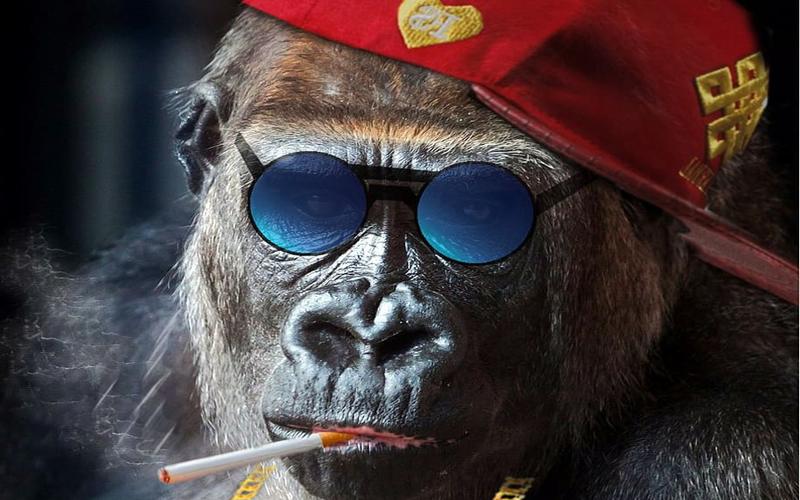 Especies que dominarían una Tierra sin humanos