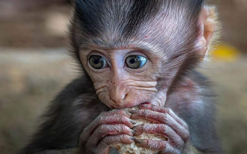 Viruela del mono: una genética muy particular