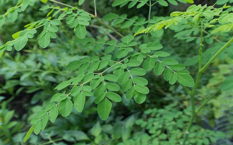 Moringa también en cosmética ecológica