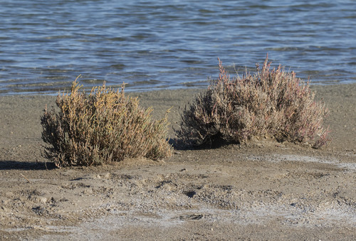 planta que comen metales