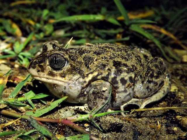 Sapo de espuelas ibérico secuencian el genoma