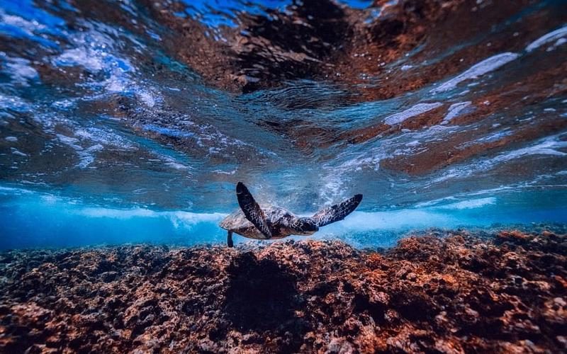 Día Mundial de la Tortuga Marina 2022