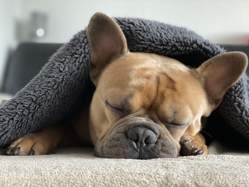 Un hocico corto predispone a los perros a la apnea del sueño