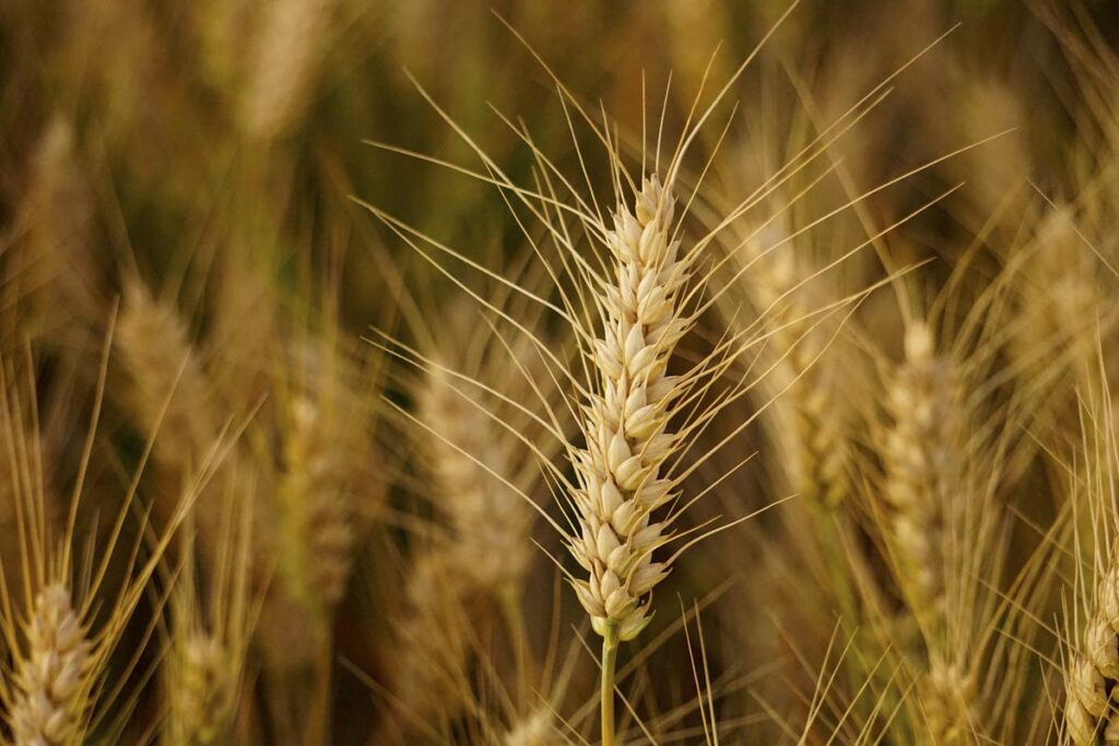 Venta legal de trigo transgénico en Argentina