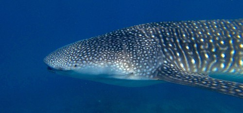 Absolutamente todo sobre el tiburón ballena