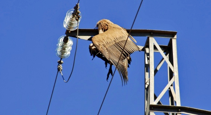 Aves electrocutadas y colisiones en tendidos eléctricos.