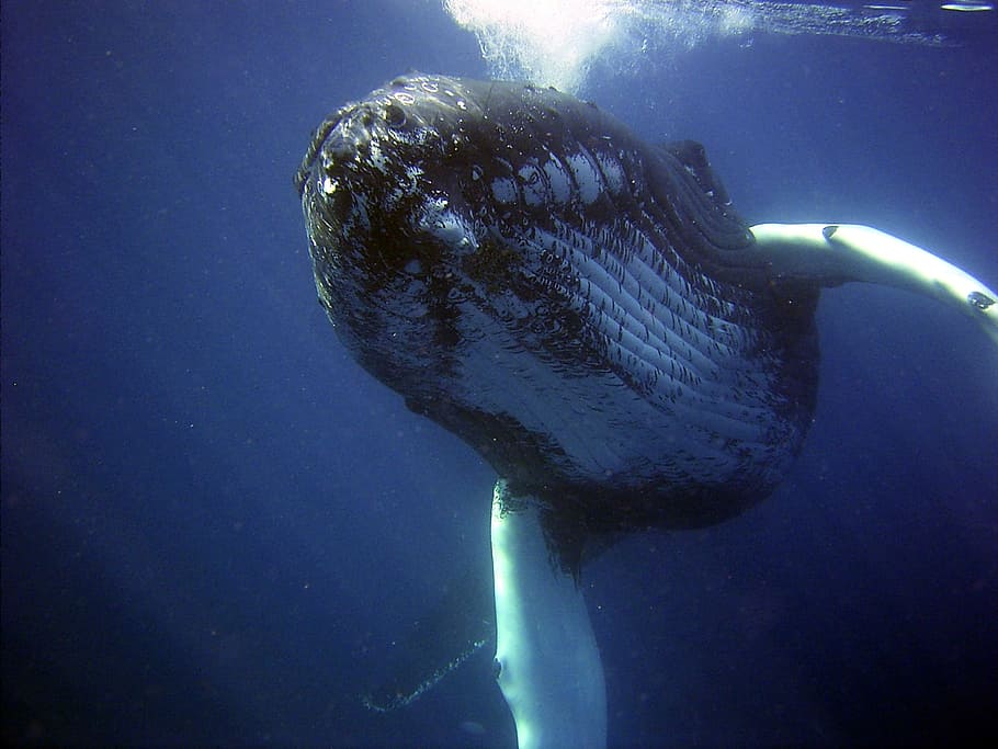 Ballenas jorobadas 'cantando bajo la lluvia'.