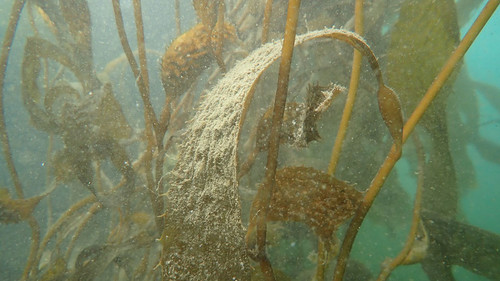ecosistemas marinos y costeros