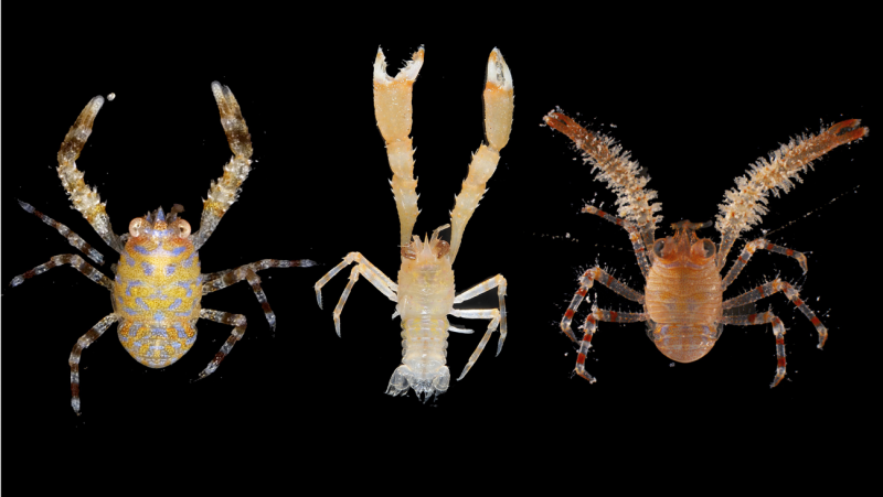 Descubren una cuarentena de langostillas nuevas