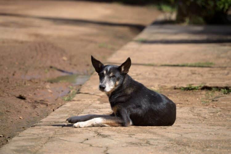 Día Internacional Perro Callejero 2025