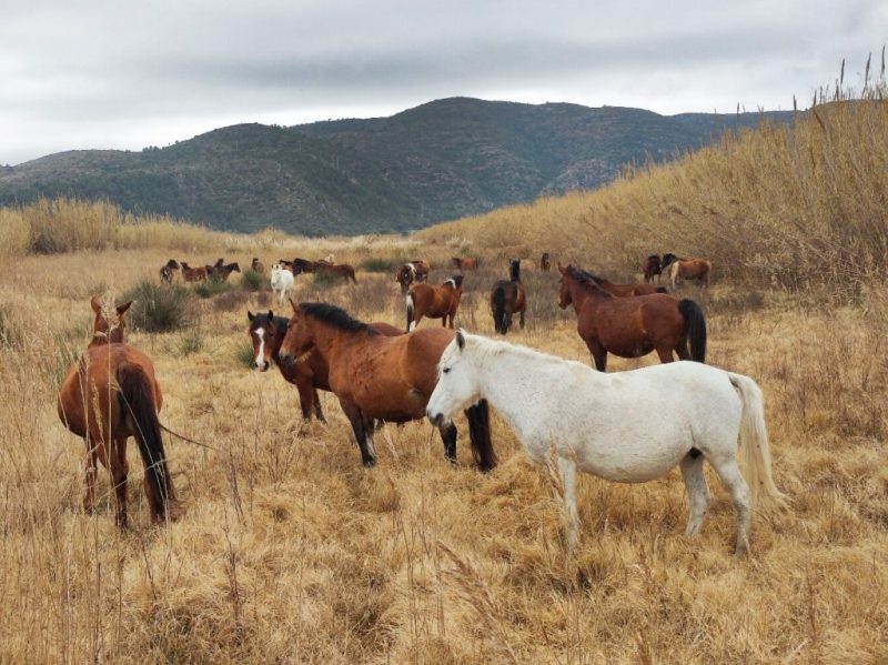 Especies para fortalecer el territorio