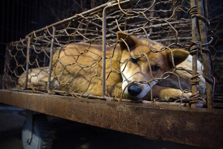 Espeluznante: Festival de carne de perro en China.