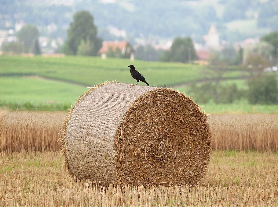 Frenar la pérdida de biodiversidad con la PAC