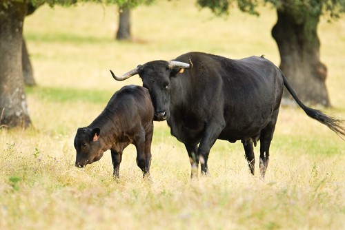 Ganadería adaptada al cambio climático