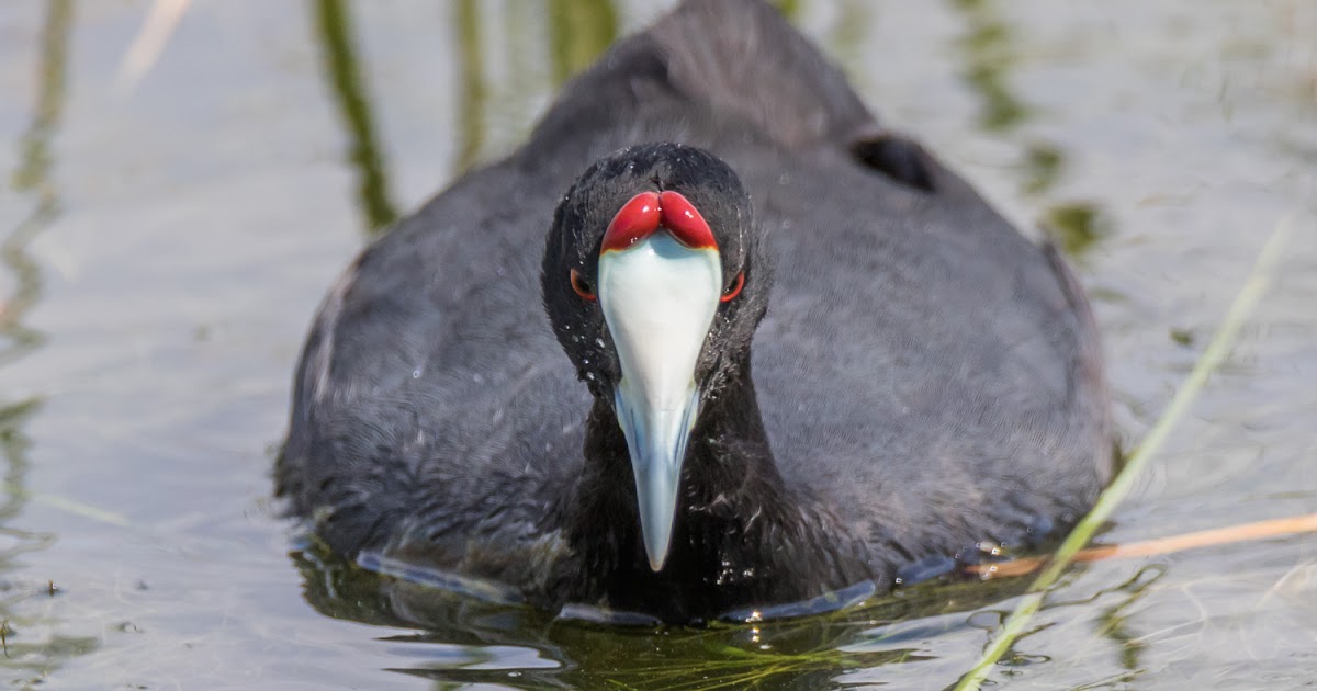 III Atlas de las Aves en Época de Reproducción en España.