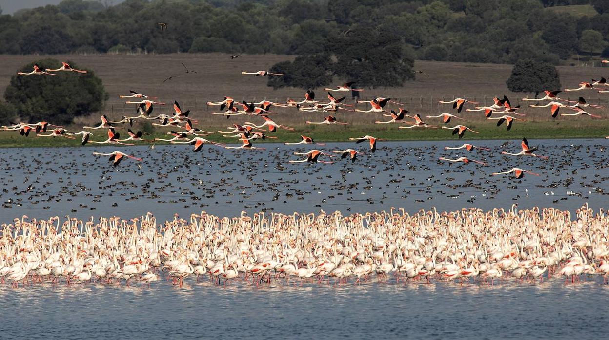 La Dehesa de Abajo mortandad de aves acuaticas