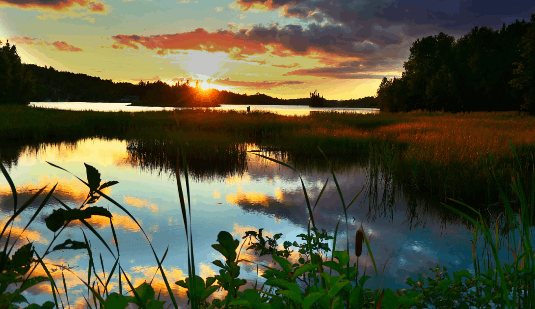 Marco Global para la Diversidad Biológica post-2020.