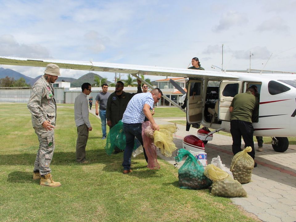 México reforesta el 'Bosque La Primavera'