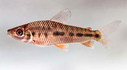 Peces 'ocultos' en la Amazonía peruana