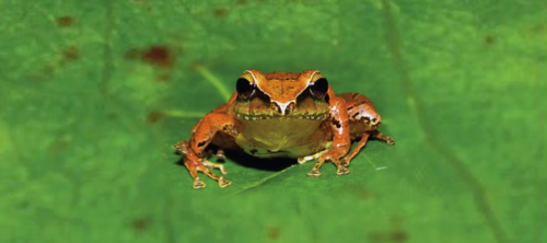 Perú. Nueva especie de rana en Huánucoh
