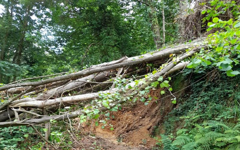 Sancionan la tala salvaje de Salave en Asturias.