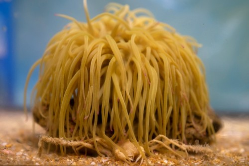 Tres especies de cangrejo que nadie conocía