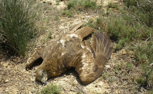 Uso de veneno y caza ilegal en la provincia de Toledo