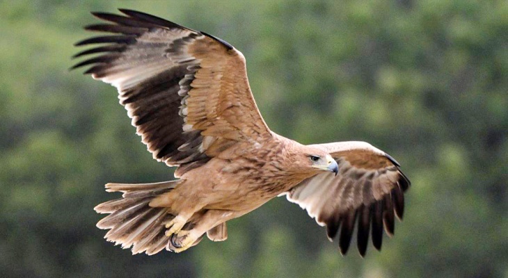 aguila imperial doñana
