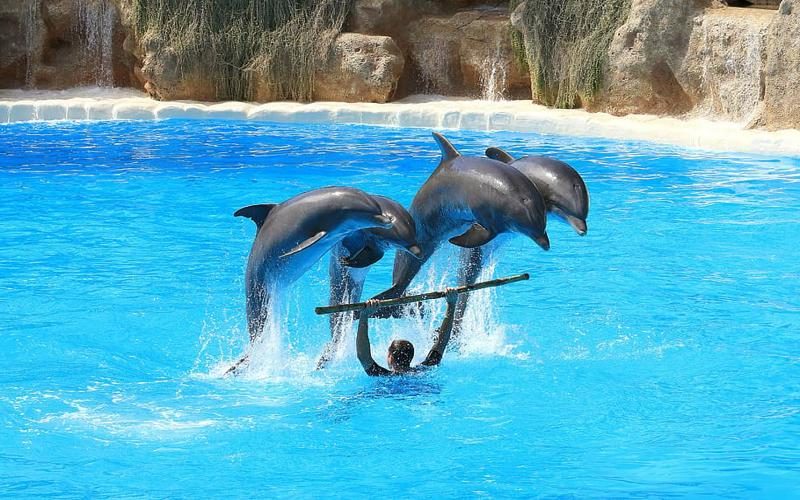 Día Mundial de los Delfines en Cautiverio 2022