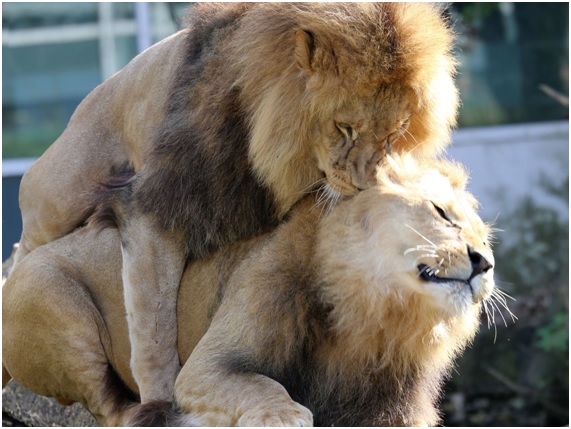 homosexualidad animales