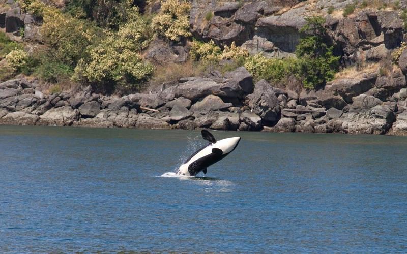 Día Mundial de la Orca 2022