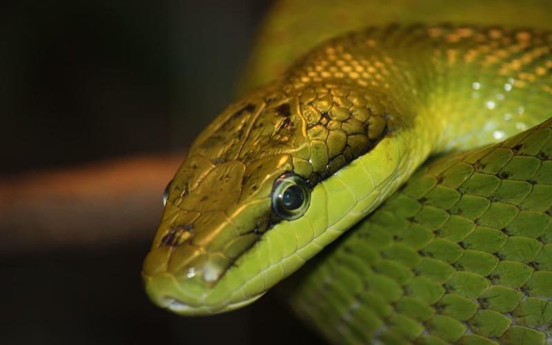 Día Mundial de la Serpiente 2022