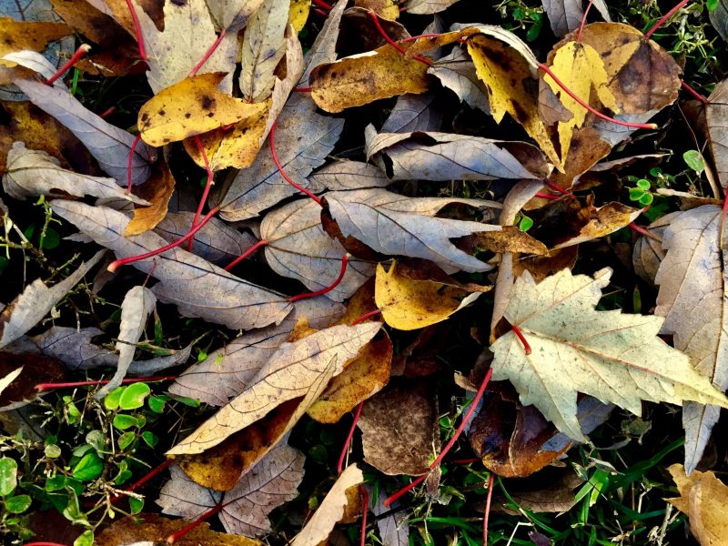La hojarasca contra la contaminación por cobre