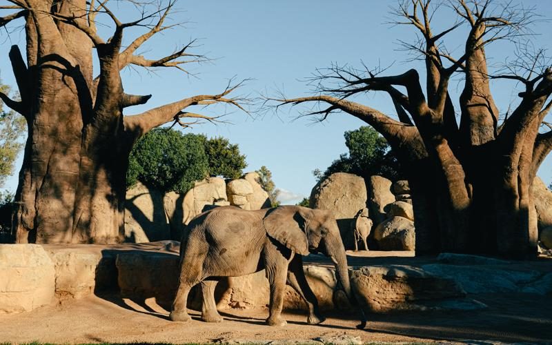 Propiedades y beneficios del baobab