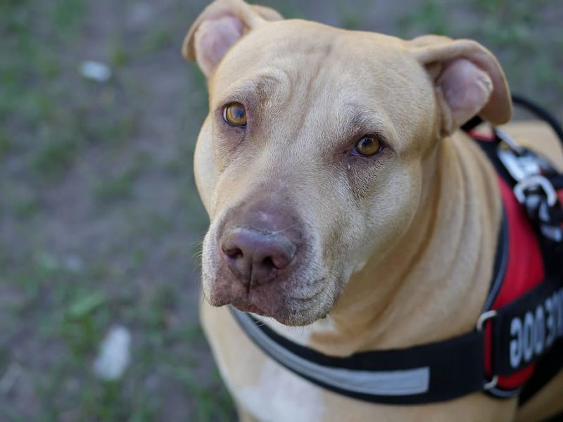 Día Mundial del Perro 2022