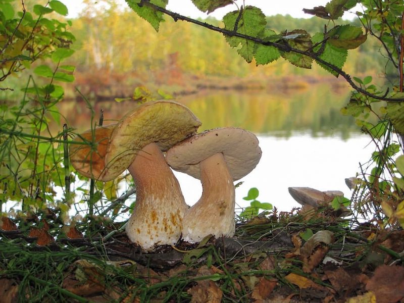 Redes de hongos para los futuros edificios ecológicos