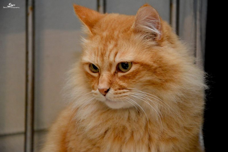 Día Internacional del Gato 2022