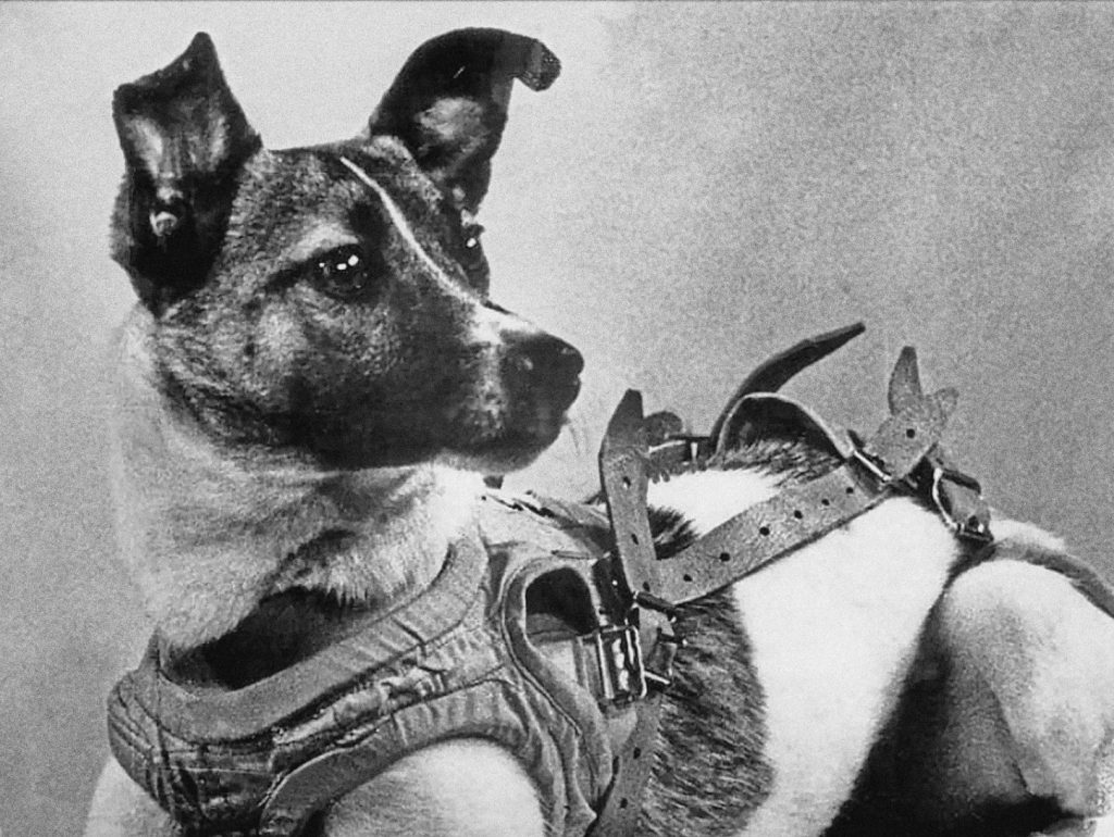 Día Mundial del Perro 2022