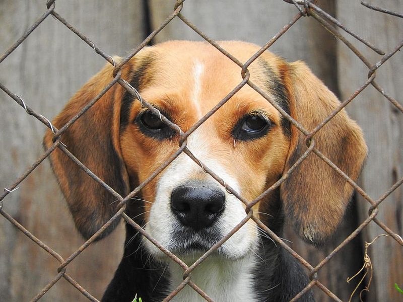 4.000 perros Beagle rescatados de los laboratorios