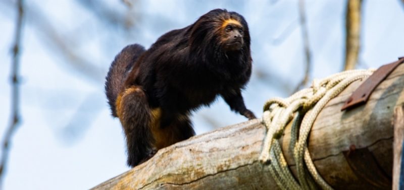 Pasarelas para primates sobre las carreteras.