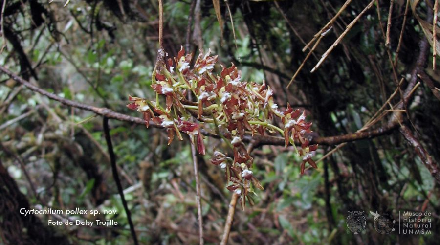 Andes del Perú Nueva especie de orquídea